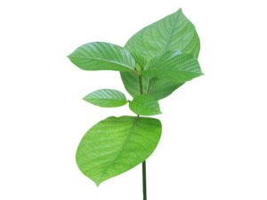 Green Malay Kratom: A Comprehensive Overview